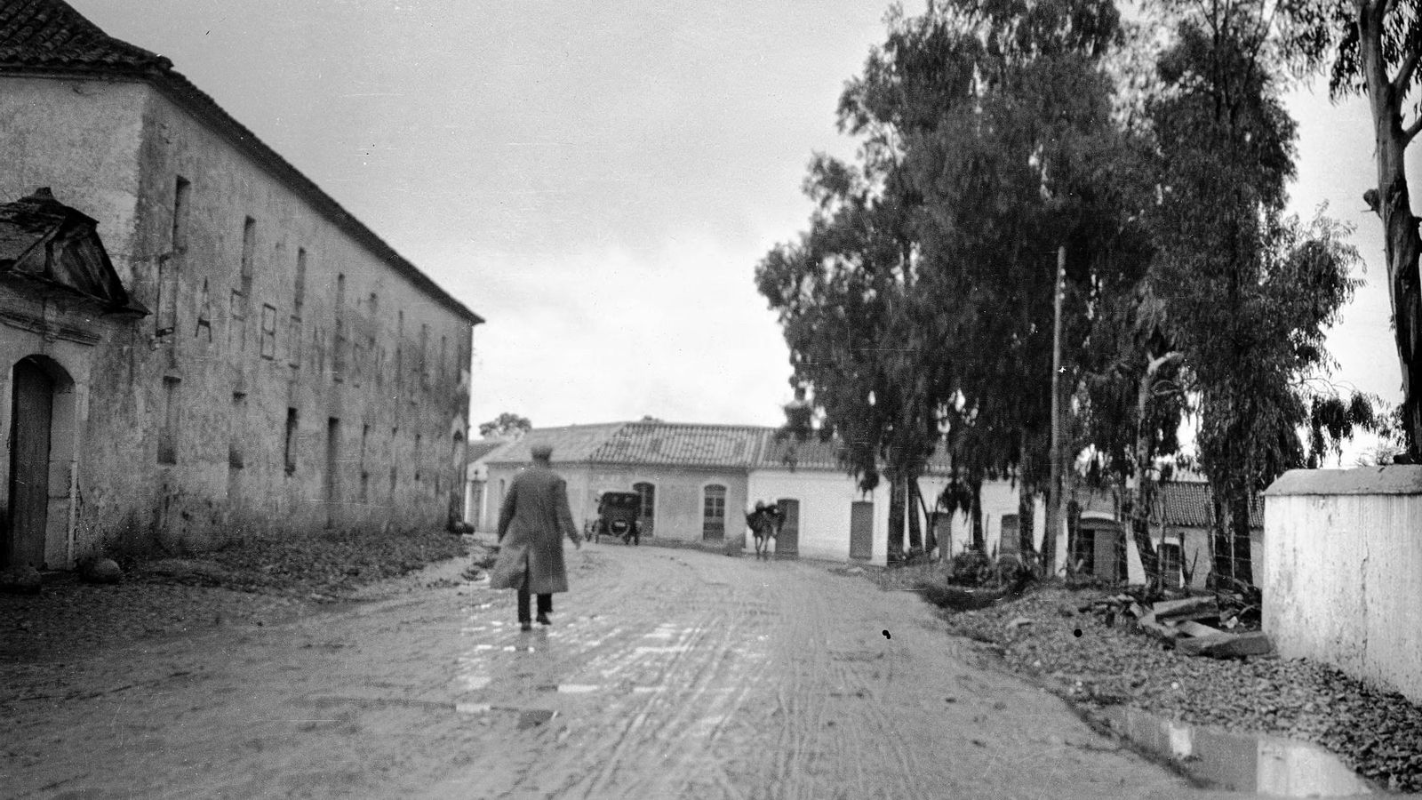 El ciprés de los pantanos del Secano.