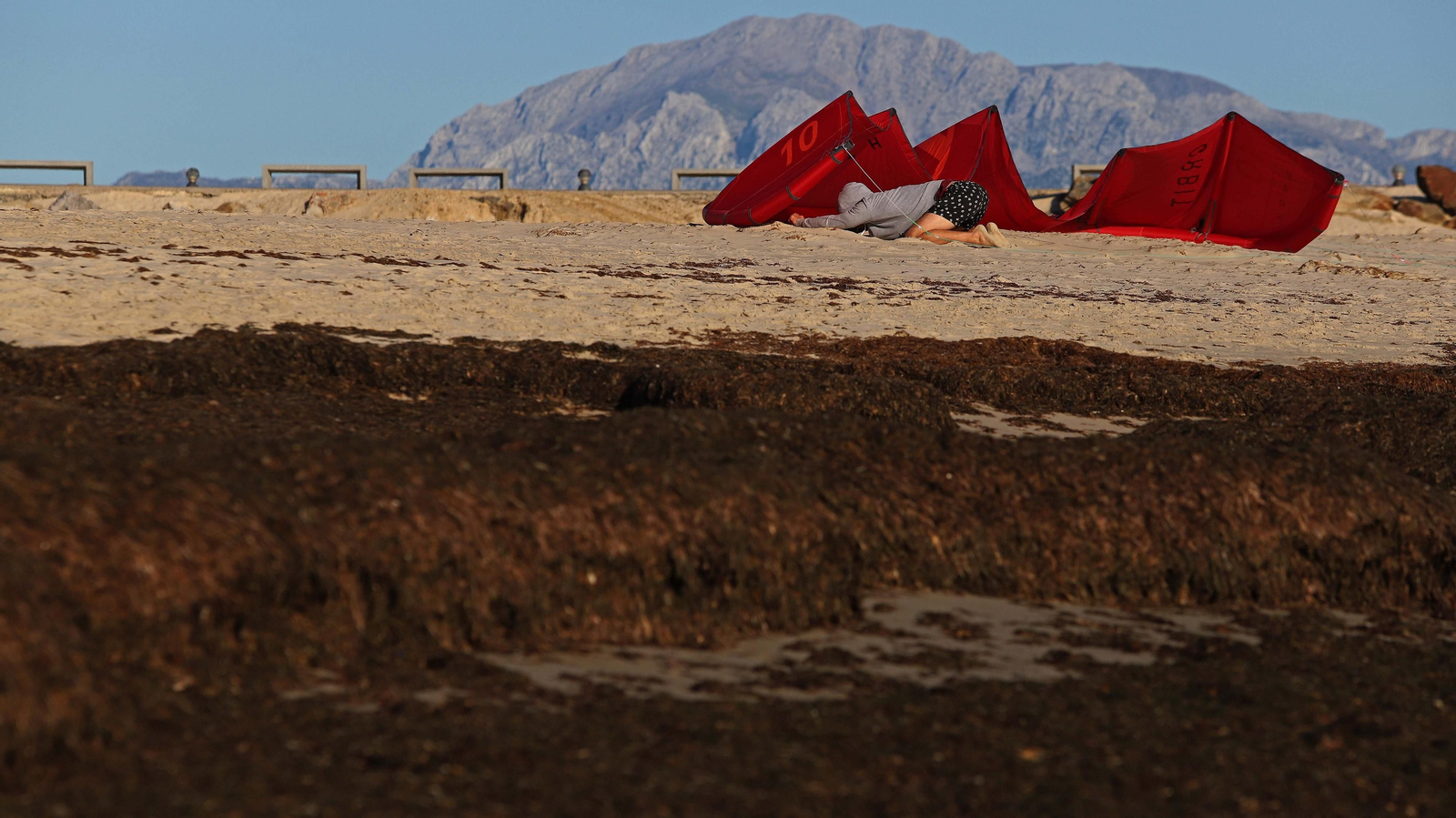 Alga invasora en Tarifa