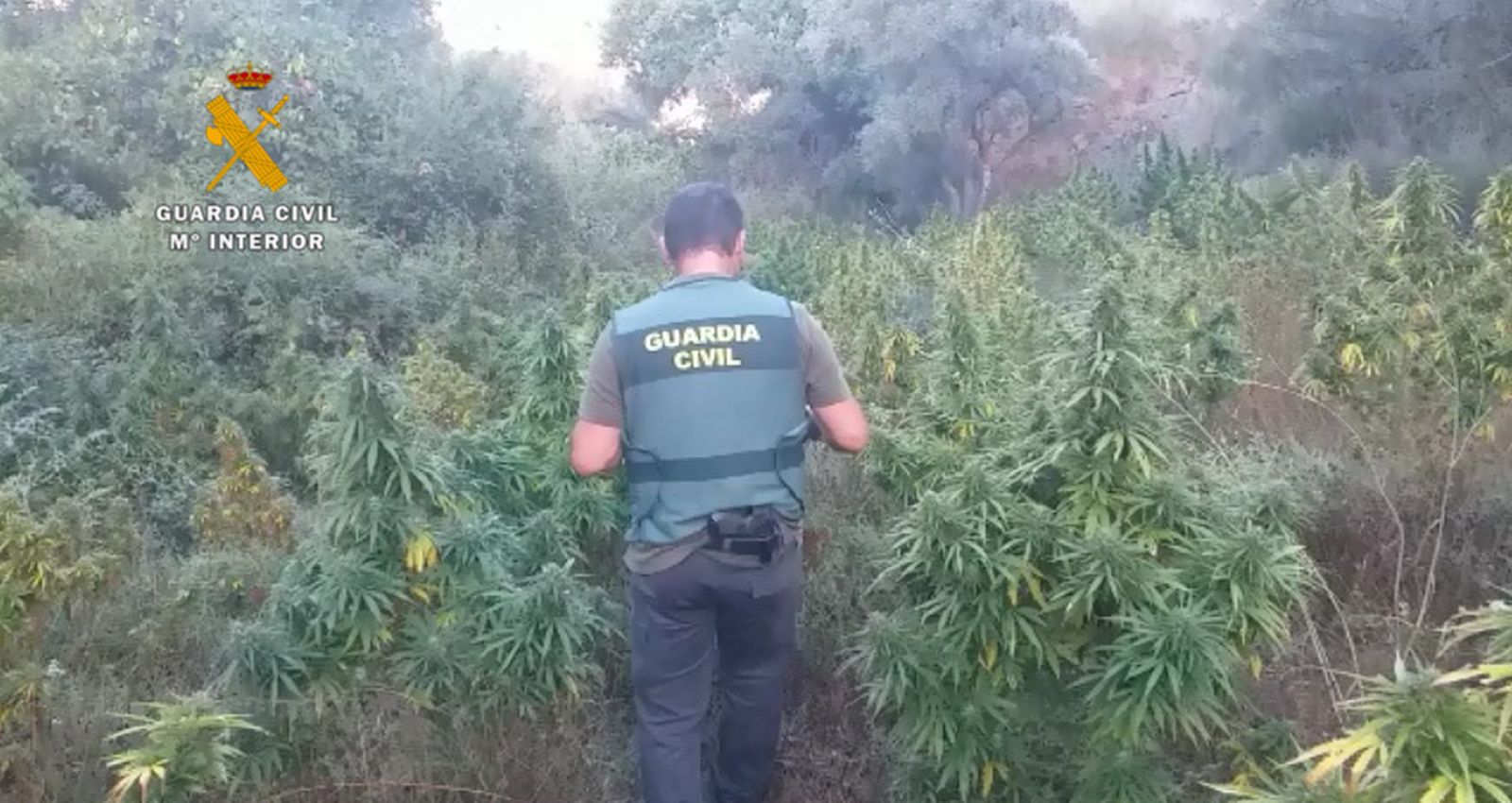 Un guardia civil en una plantación de marihuana, en un operativo anterior.
