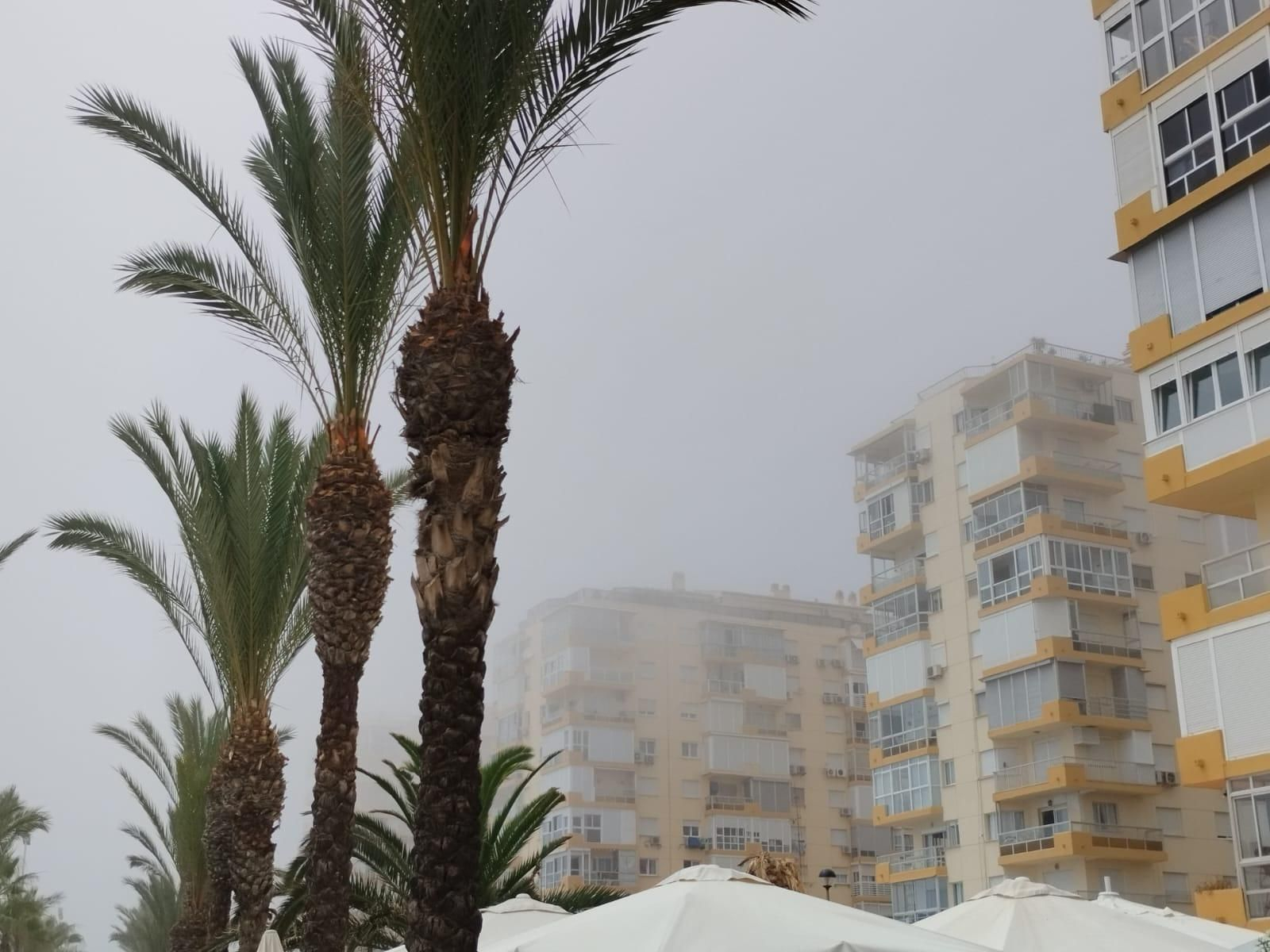 Así llega el taró a Málaga, en imágenes Así llega el taró a Málaga, en imágenes