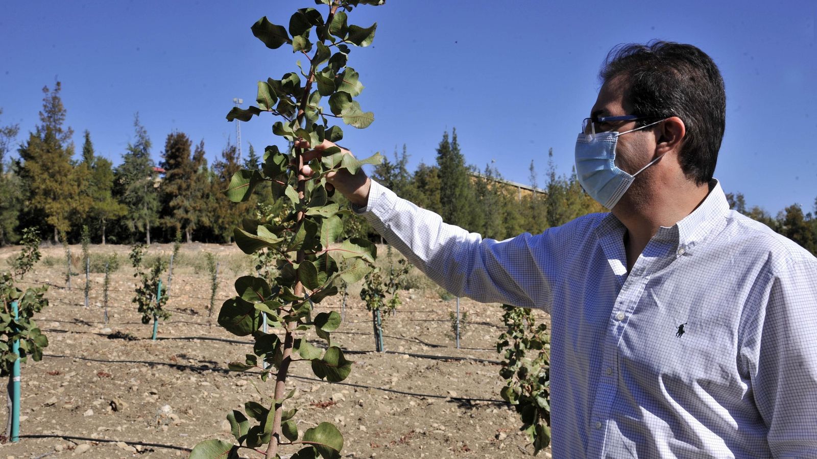 Una plantación de pistacho en la zona de la cooperativa Los Remedios.