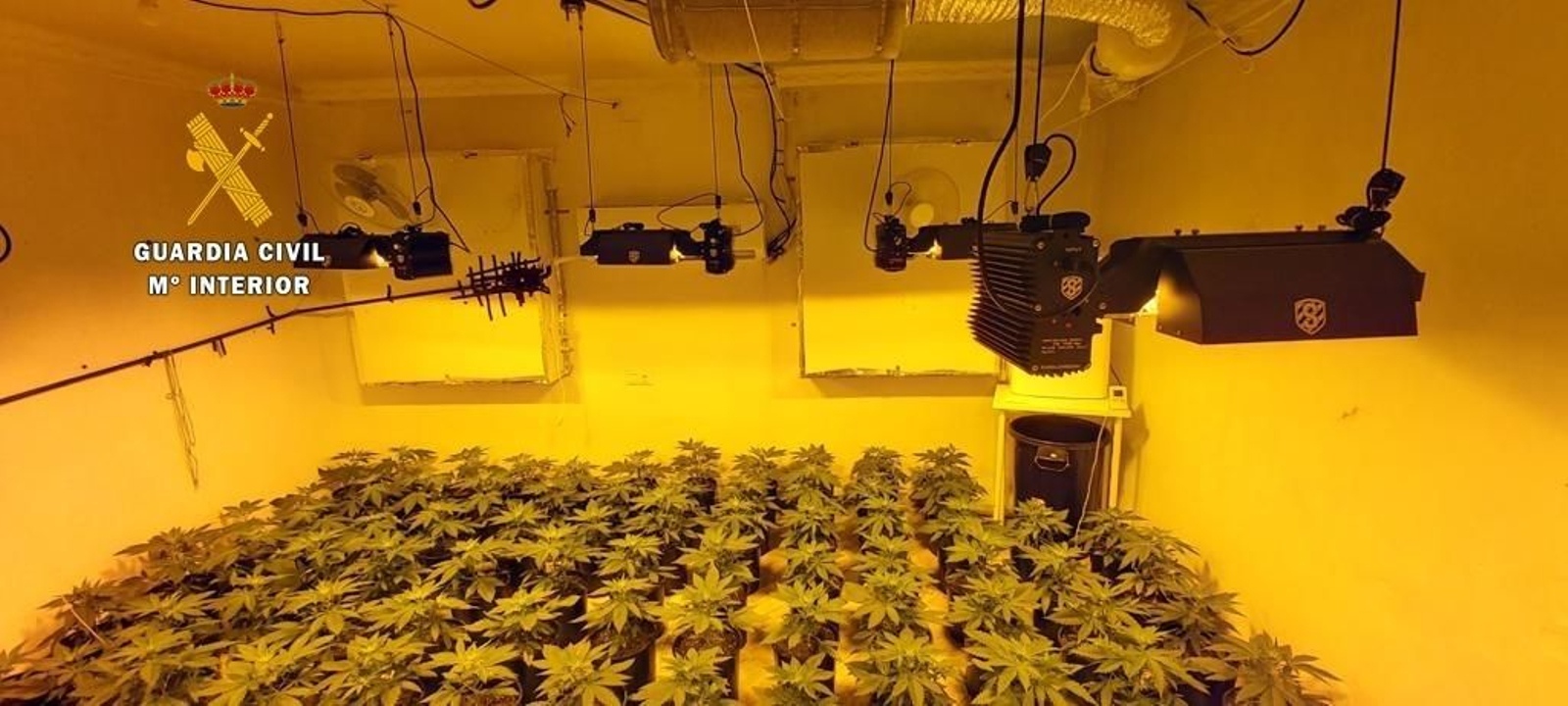 Plantación de marihuana encontrada.