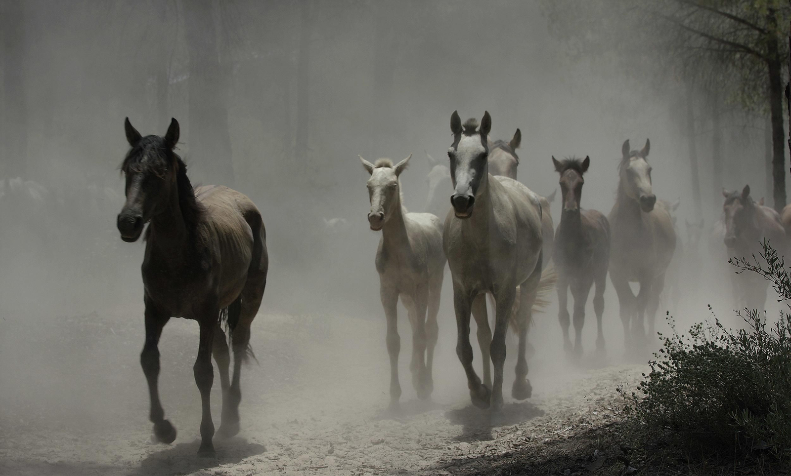 La tradicional y ancestral 'Saca de las  Yeguas', en imágenes