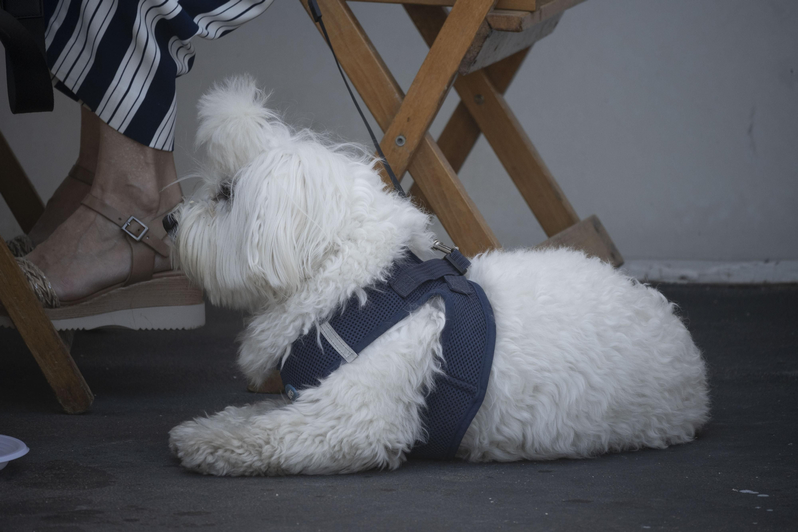 Imágenes del sábado en la 'IX Feria de la Gamba y el Marisco de Huelva'