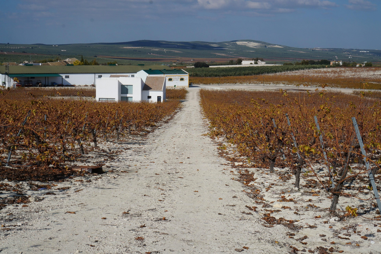 Un recorrido en fotografías por el vino nuevo de Moriles