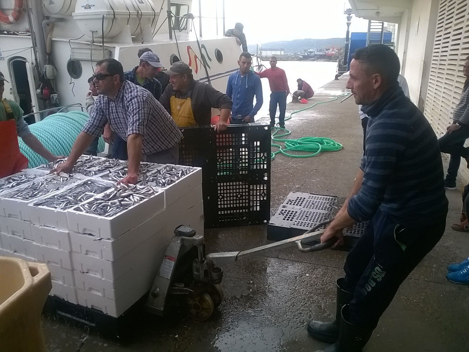 Varias cajas de boquerones, siendo descargadas en la lonja de Barbate el pasado año.