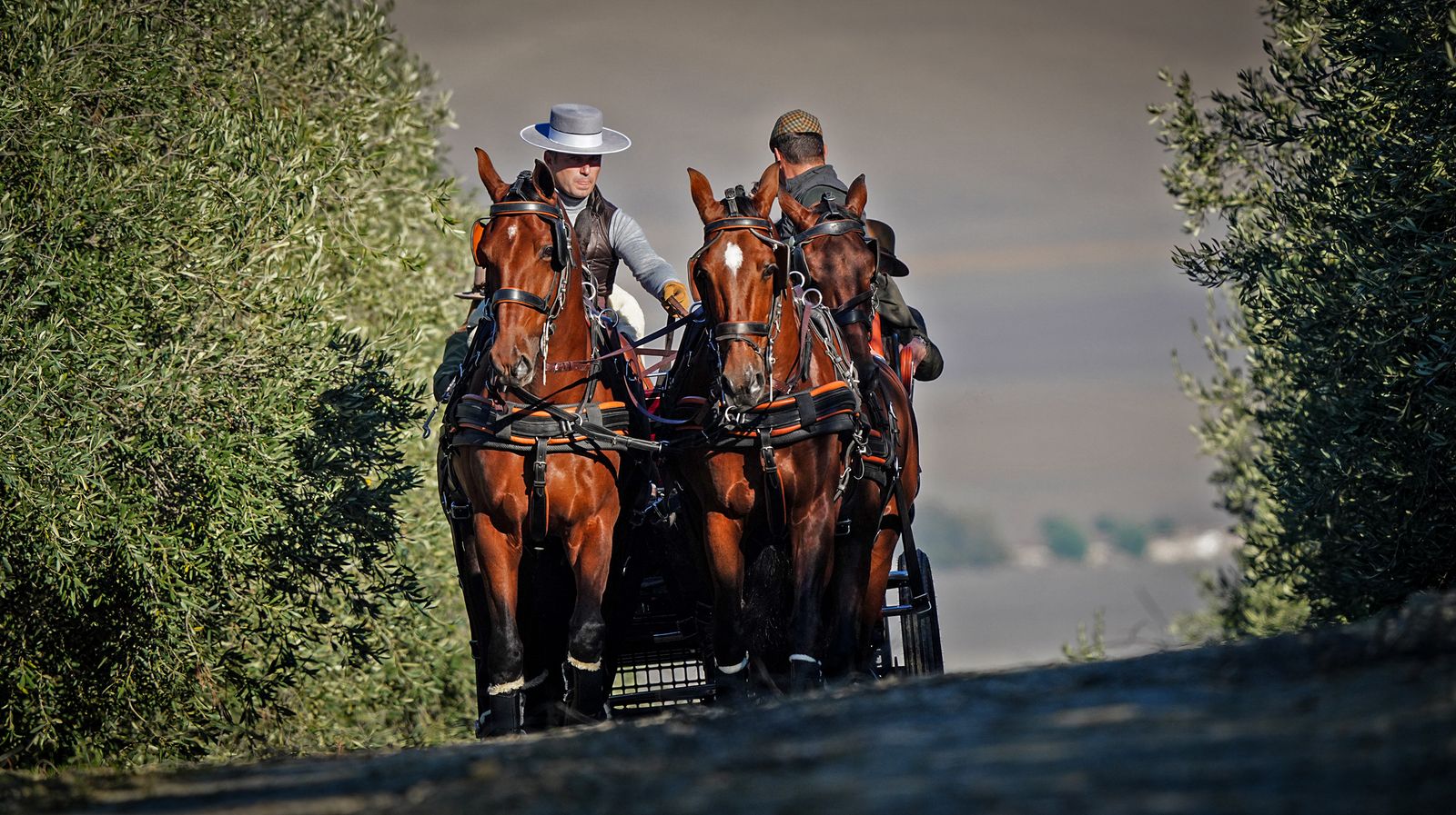 I Ruta de Carruajes Viñas de Jerez