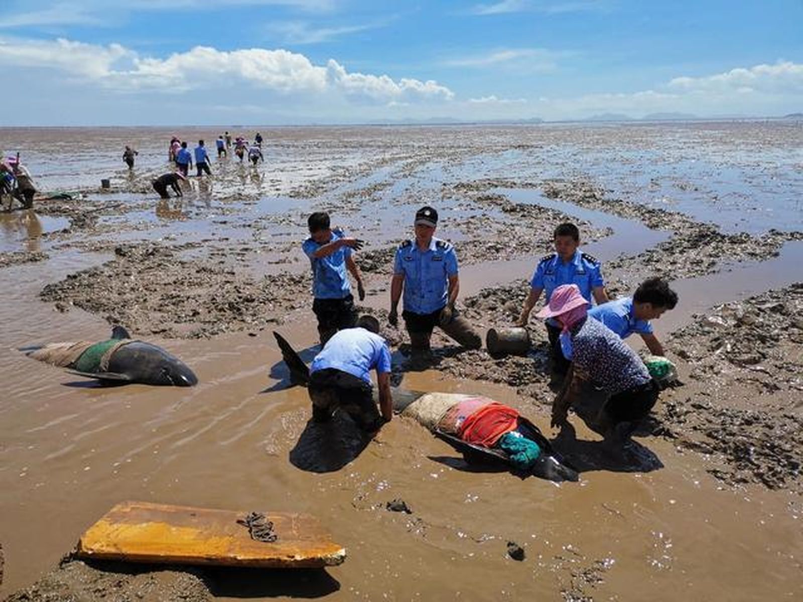 Mueren 3 ballenas y consiguen rescatar a otras 9 tras quedarse varadas en China