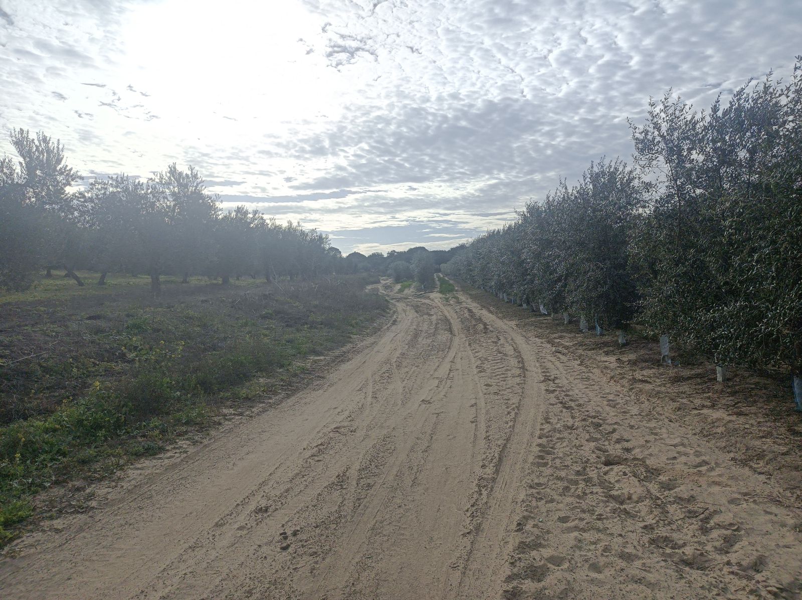 Comienza a cambiar el paisaje.