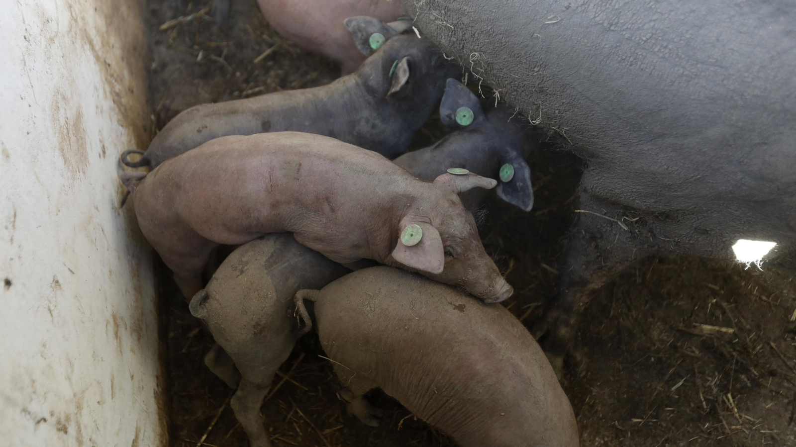 Las fotos de los cerdos 100% ibéricos que se crían en Tarifa