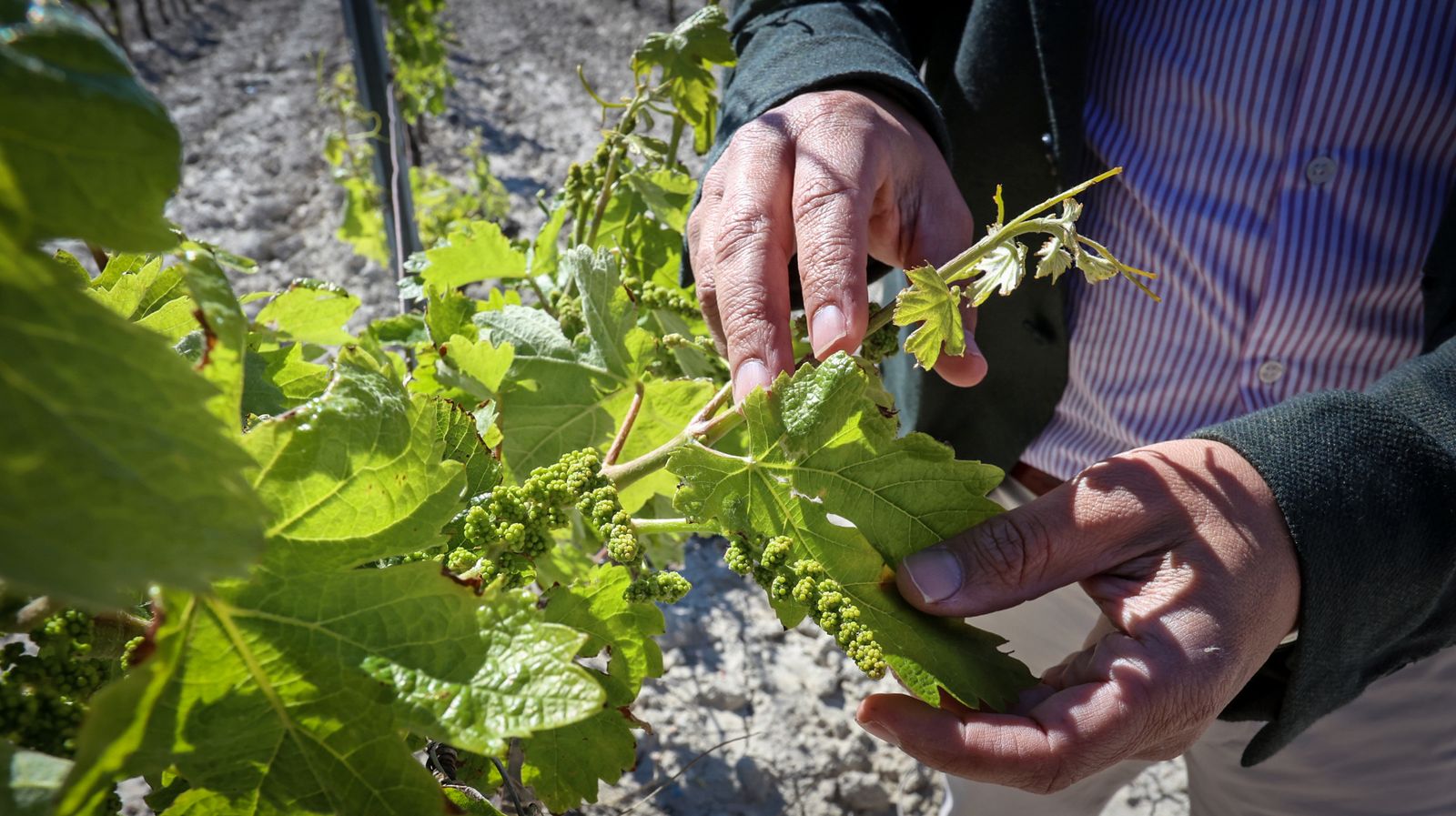 Santiago Jordi y los vinos de pasto de Patrick Murphy