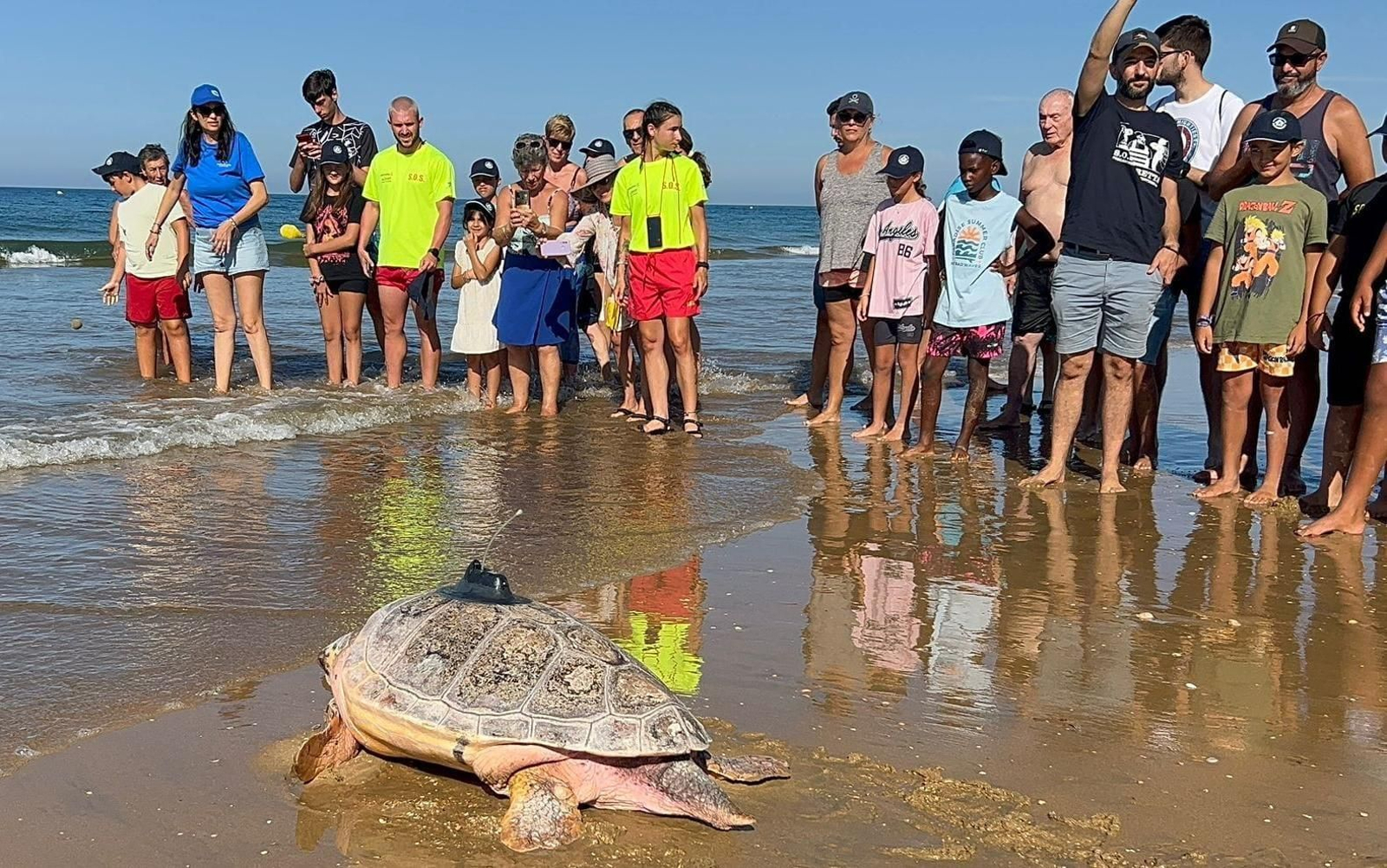 La tortuga Donatello regresando al mar ante la atenta mirada de curiosos