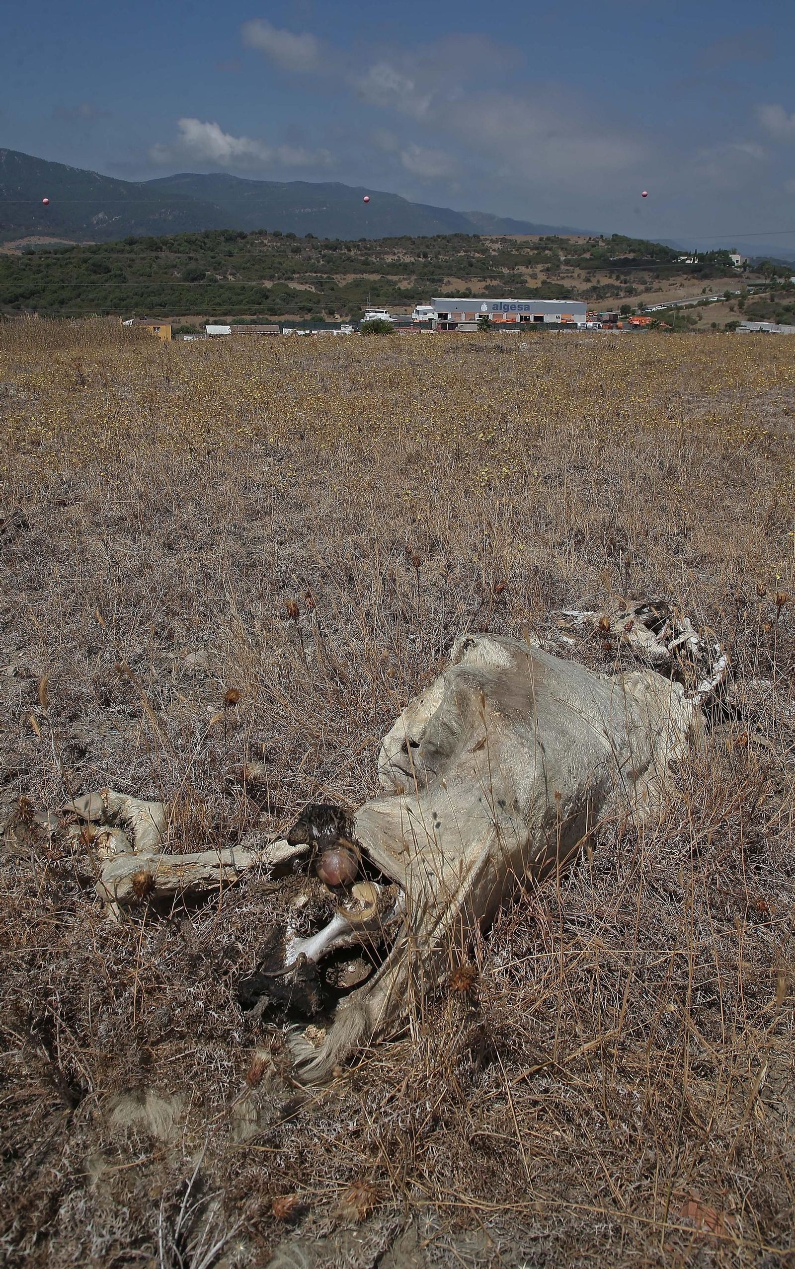 El cementerio ilegal de caballos de Algeciras, en imágenes