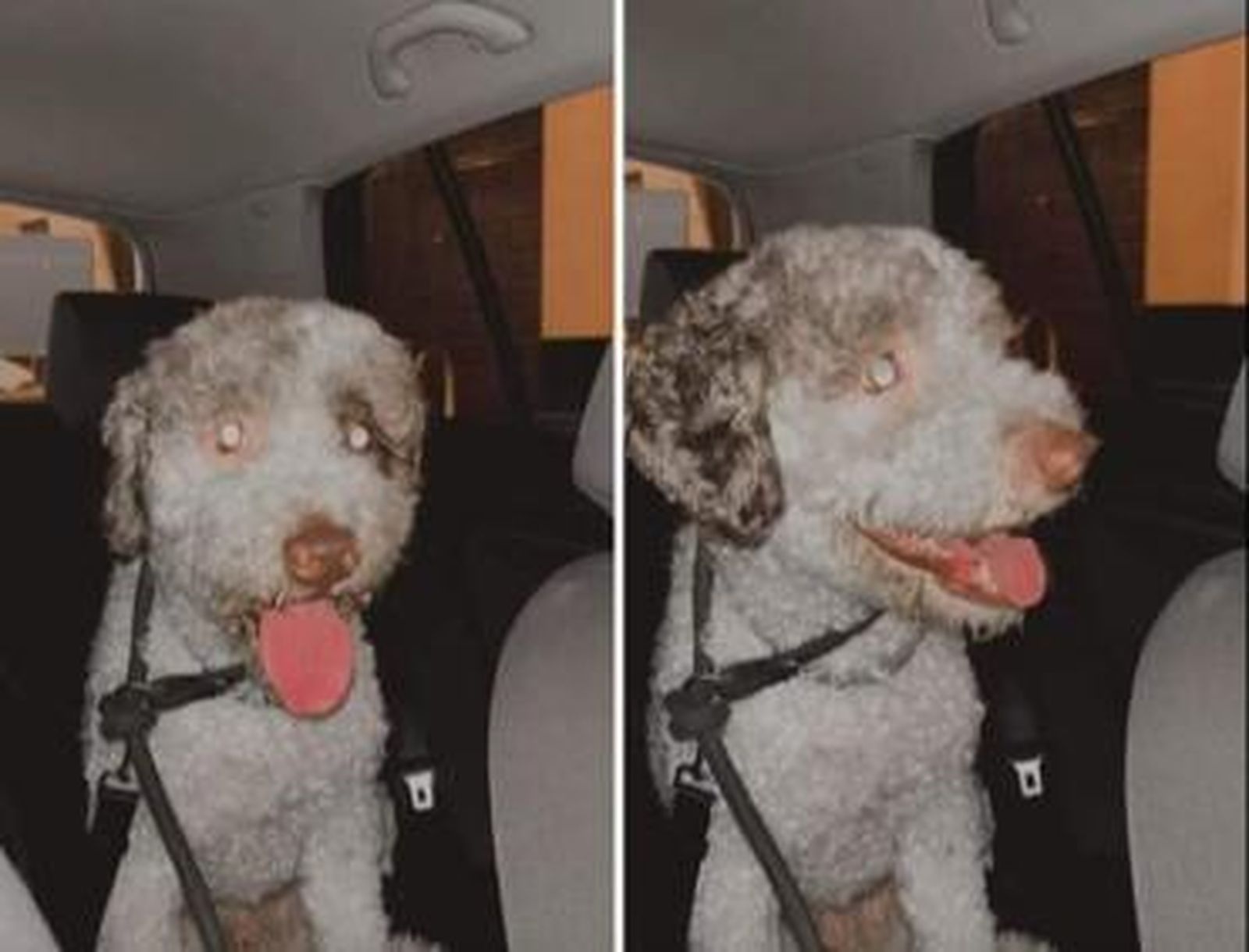 Nevado, el perro identificado tras quedarse solo en la plaza de Abastos de Cádiz.