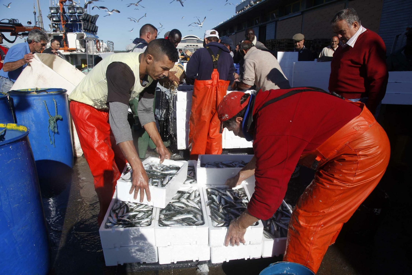 Sardina recién descargada en el puerto de Isla Cristina.