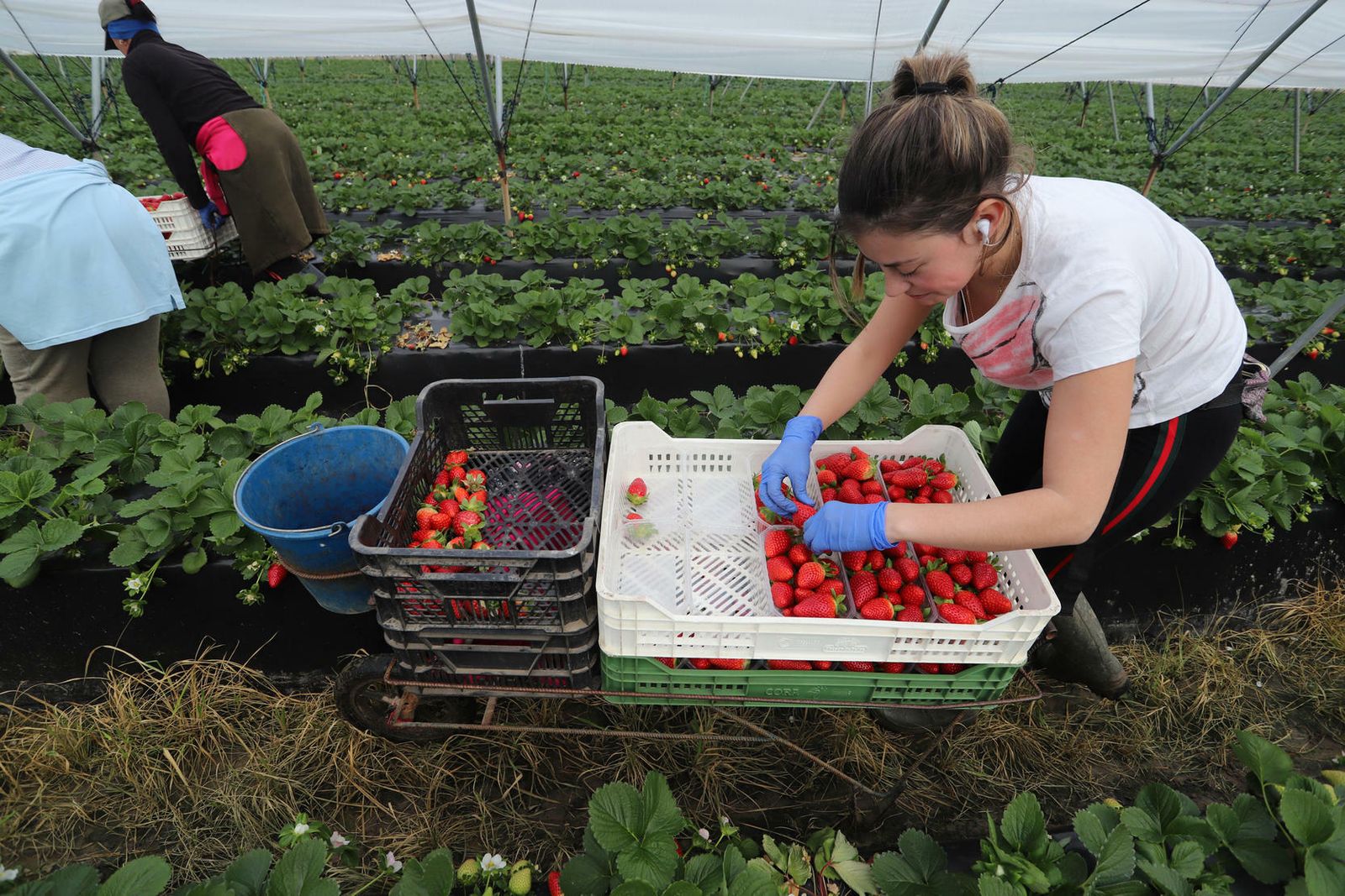 Jornaleras en pleno faena de recolección de la fresa.
