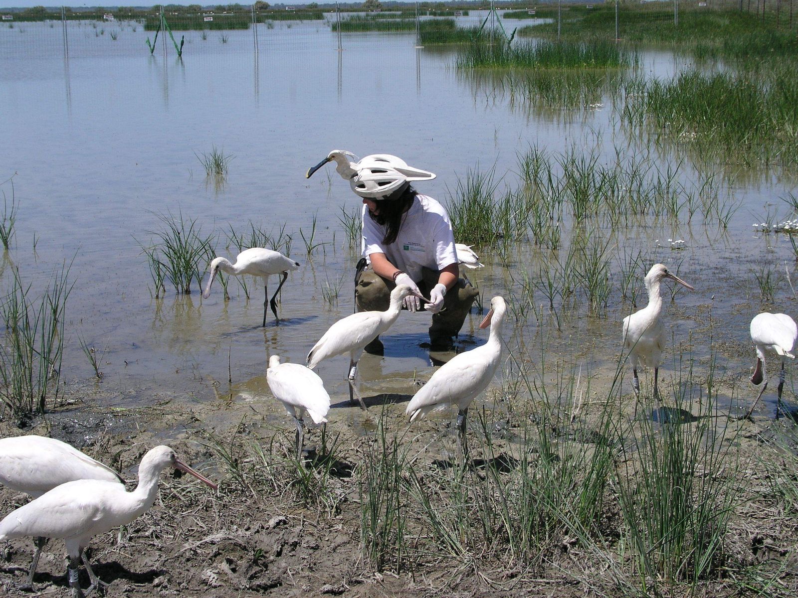 Un agente de medio ambiente con su casco de espátula, en la suelta de pollos en el Parque Nacional de Doñana.