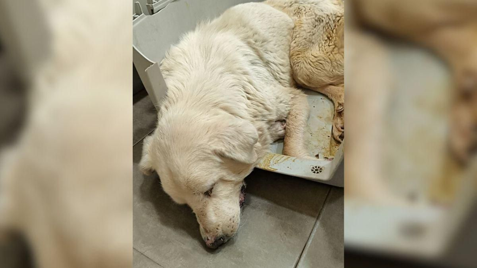 Estado del animal extraído del centro canino de Resurja.