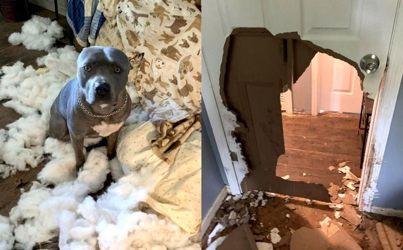 Este perro se queda solo en casa y la destroza literalmente