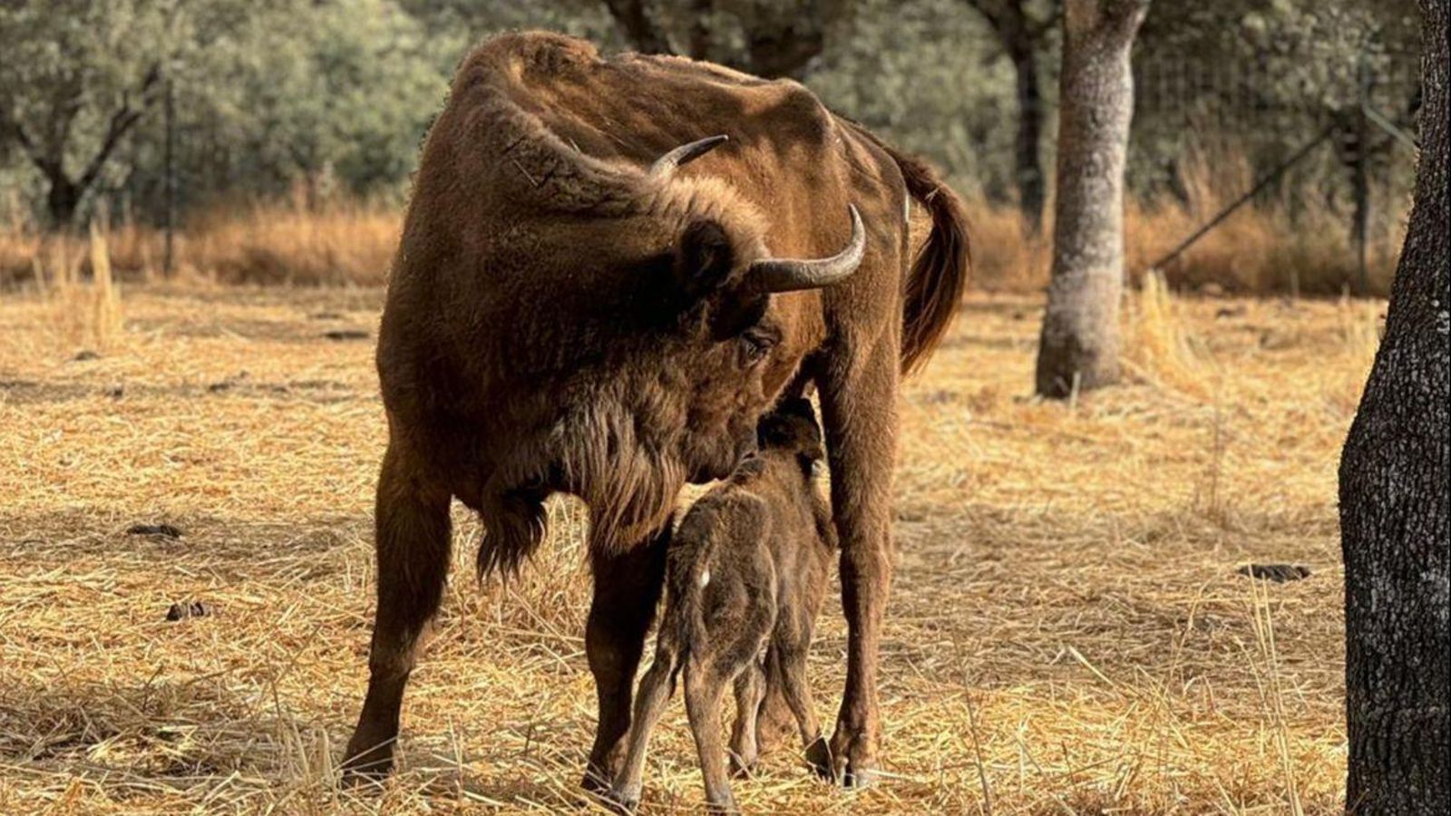 Cría de bisonte junto a su madre.
