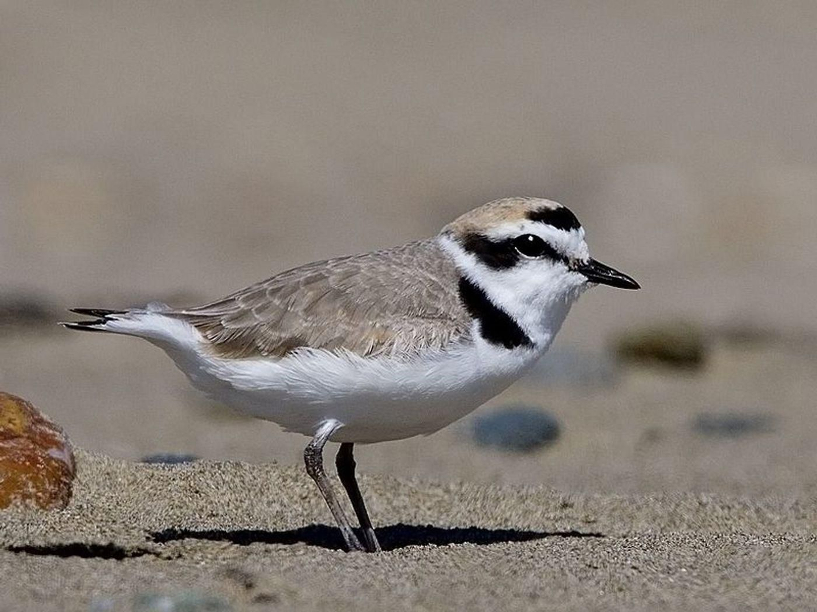 Un ejemplar de chorlitejo patinegro, una especie en peligro de extinción en toda España.