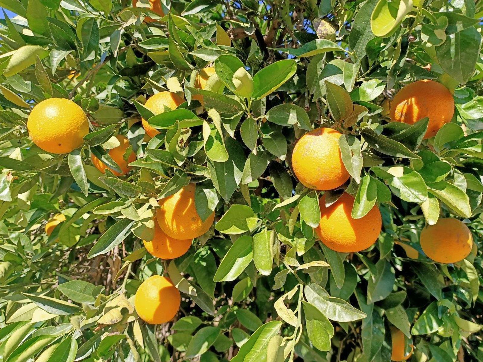 Naranjas en una explotación onubense.