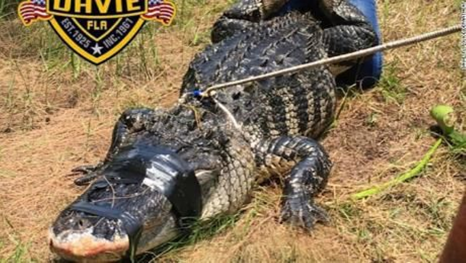 Un hombre de Florida herido de gravedad tras ser atacado por un caimán