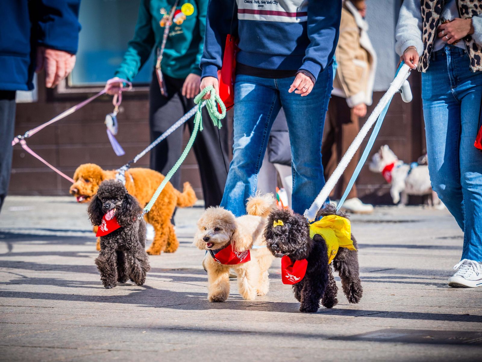 Varios perros durante la última marcha canina organizada por el Ayuntamiento de San Fernando con motivo de San Antón 2025