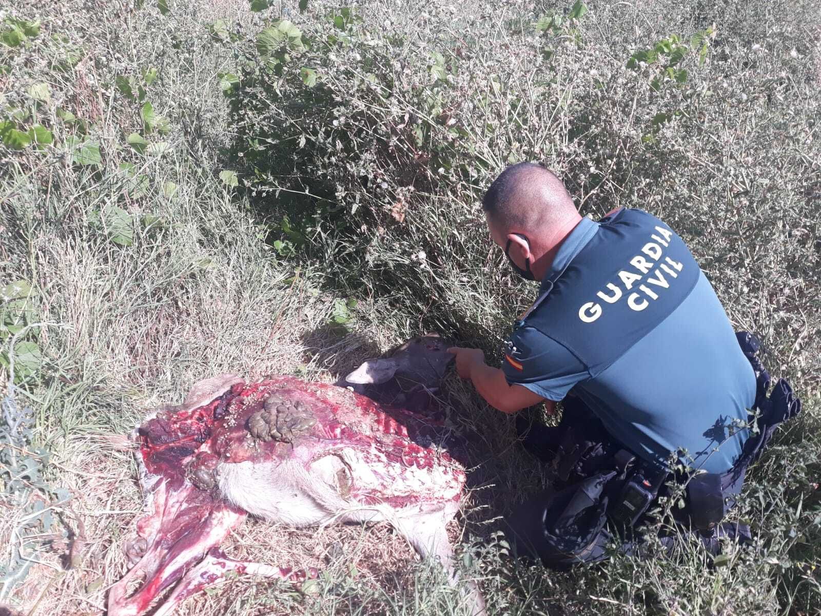 Animal descuartizado encontrado por la Guardia Civil.
