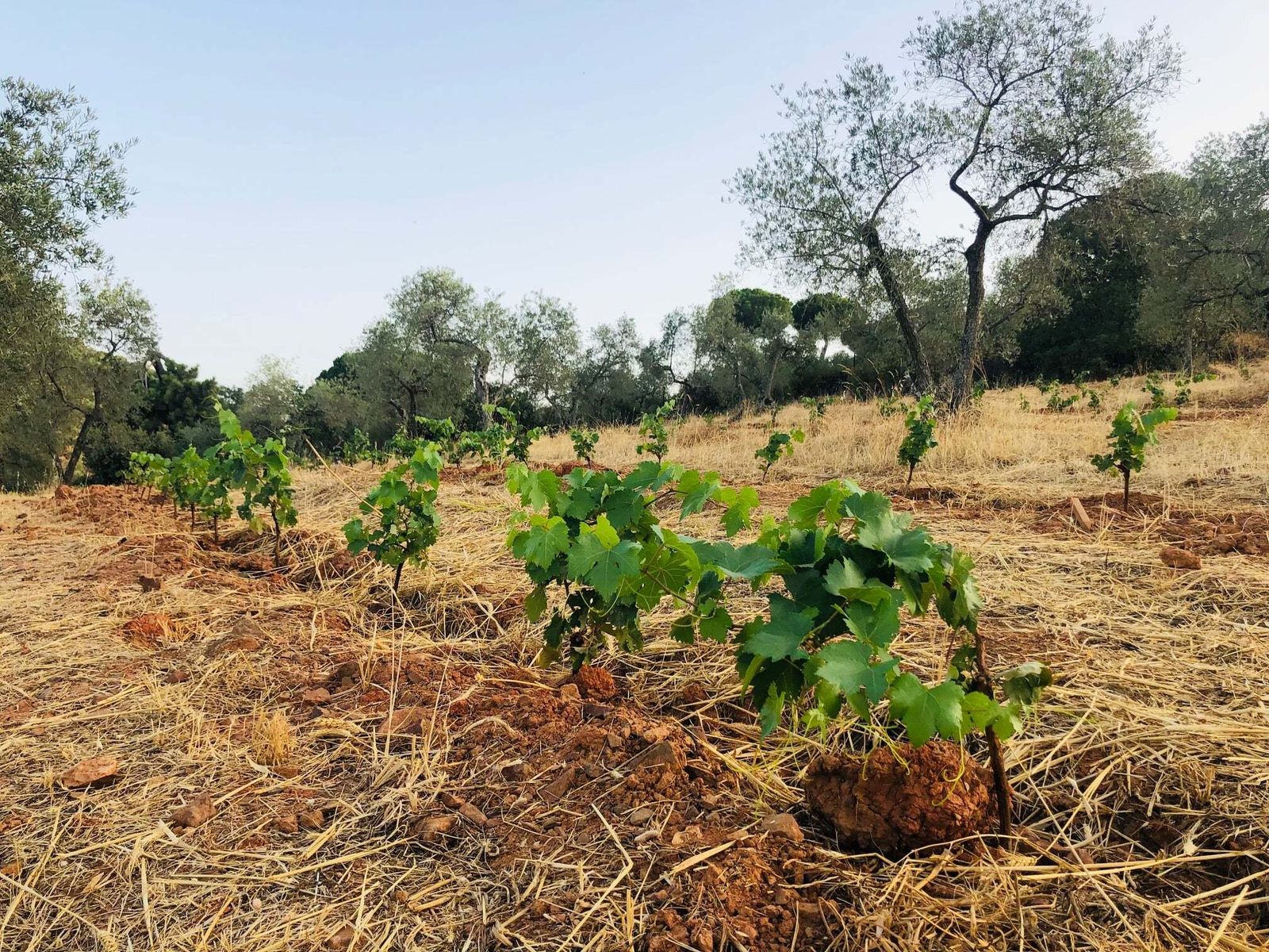 Viñedos de Los Pedroches.