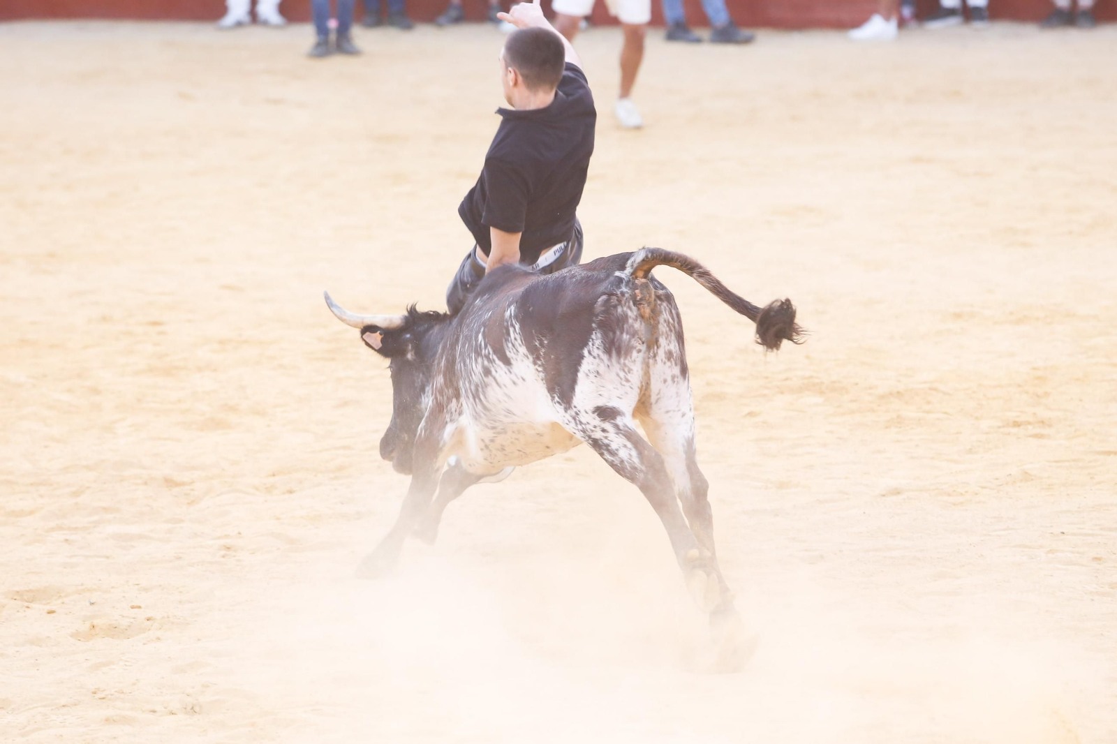 Fotos del Toro del Aguardiente en San Roque