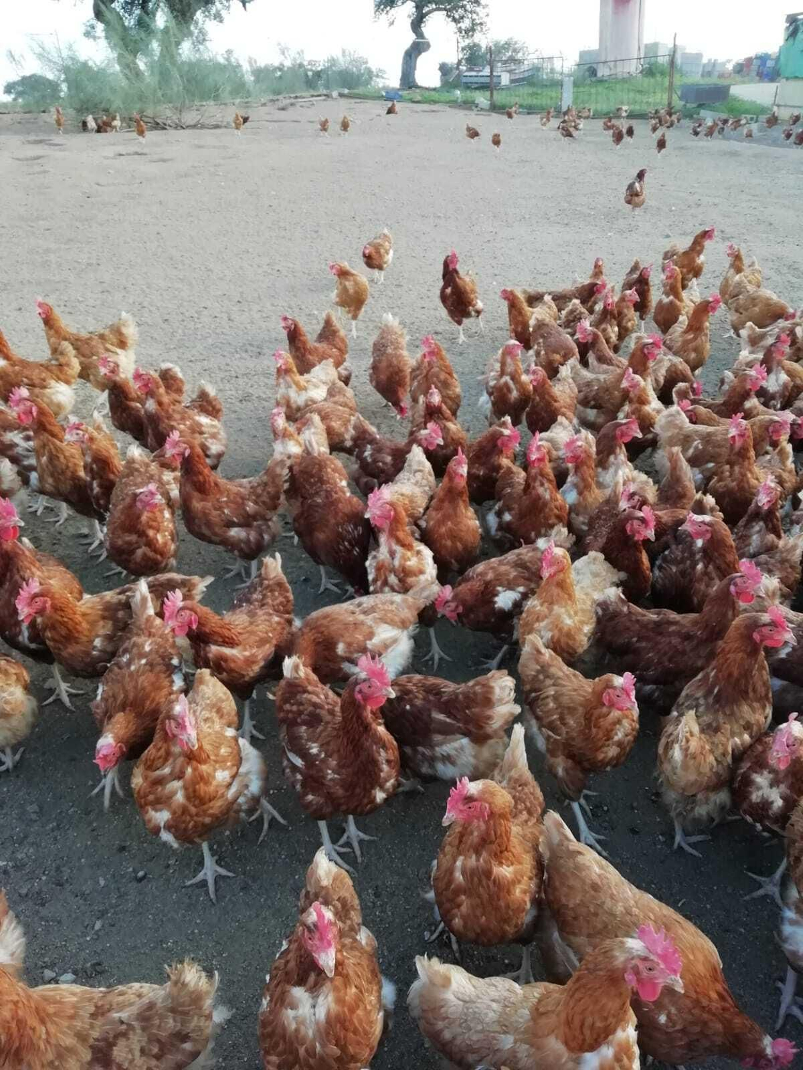 Gallinas de huevos ecológicos en Villaralto. Gallinas de huevos ecológicos en Villaralto.
