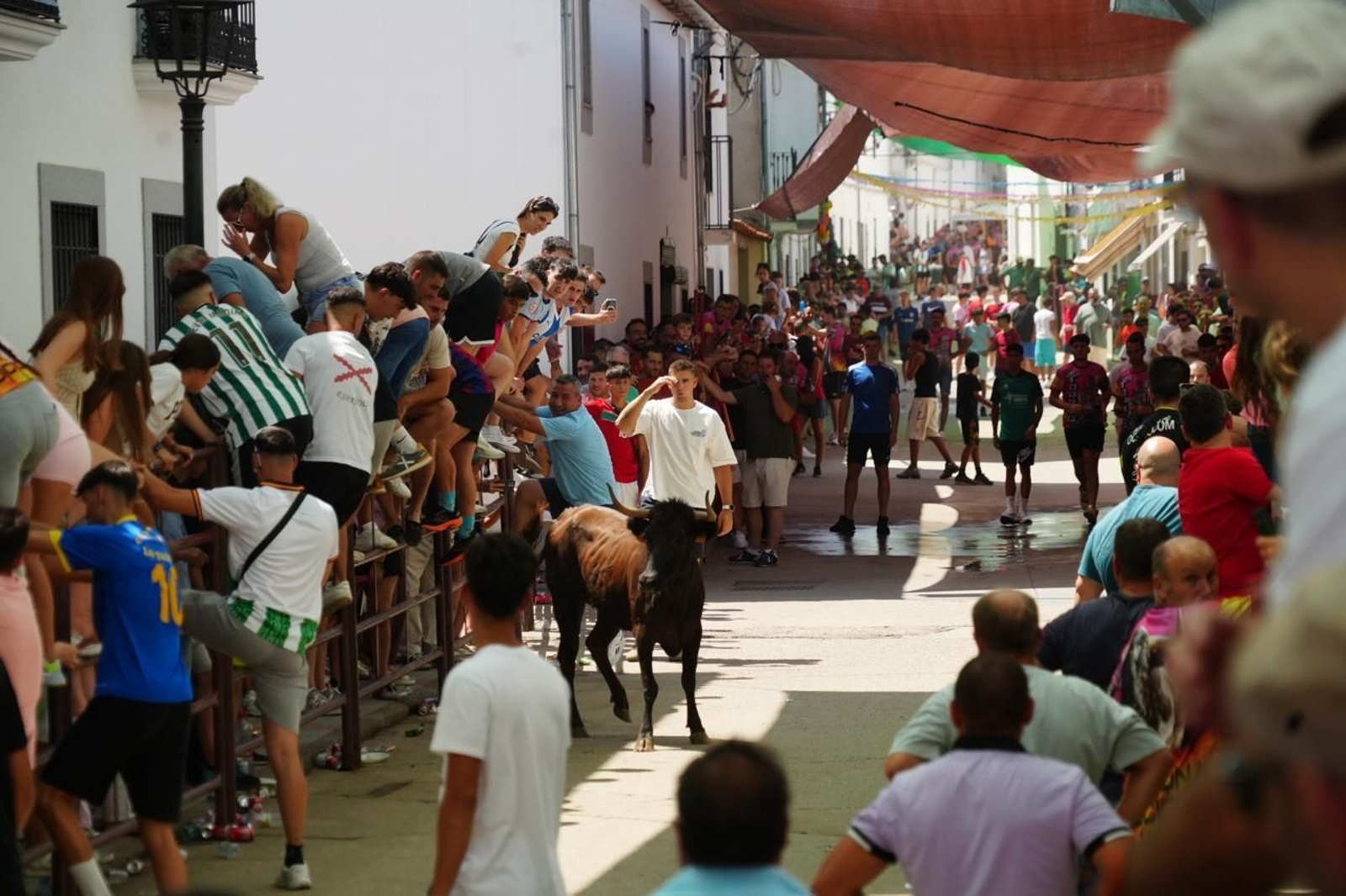 Las mejores imágenes del Día del Caballo y las Sevillanas de Dos Torres