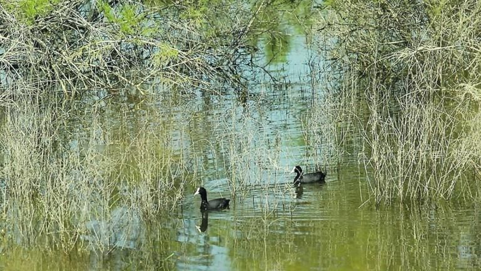 Un refugio para la flora y fauna: descubre los parajes acuáticos de Jaén en el Día Mundial de los Humedales