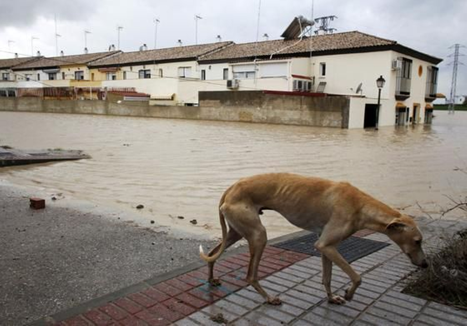 El Río Guadalquivir se desborda a su paso por Lora del Río.

Foto: Reuters