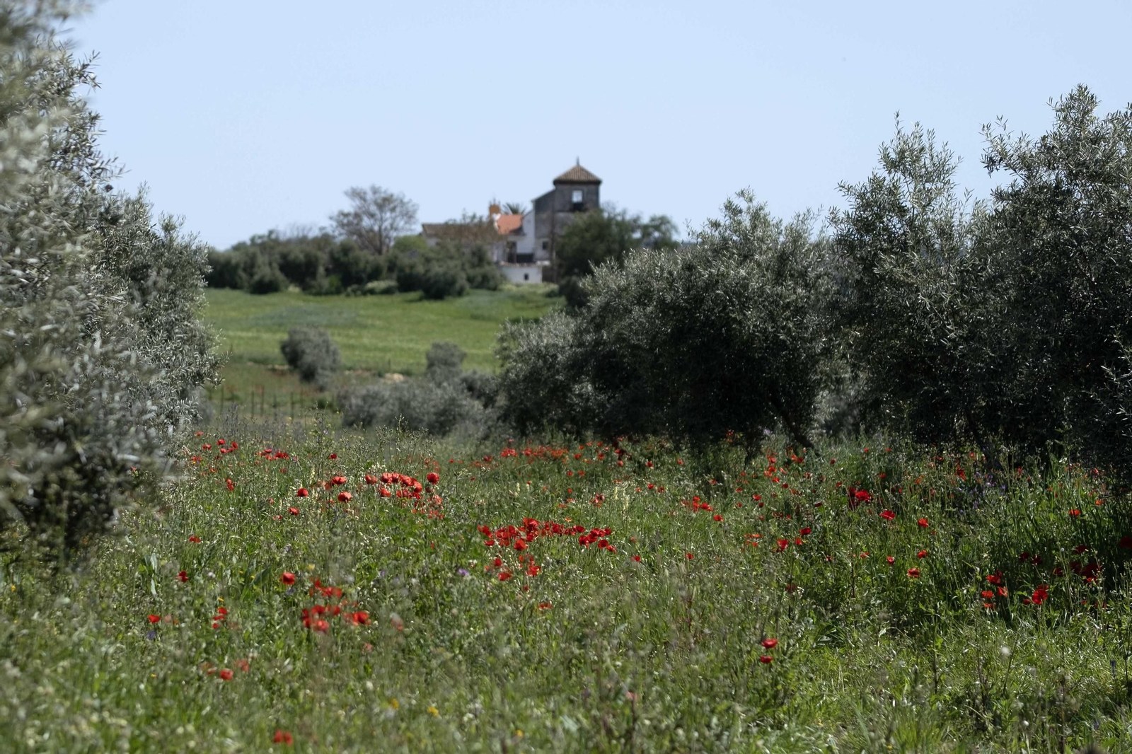 Primavera en la Serranía de Ronda, en imágenes.