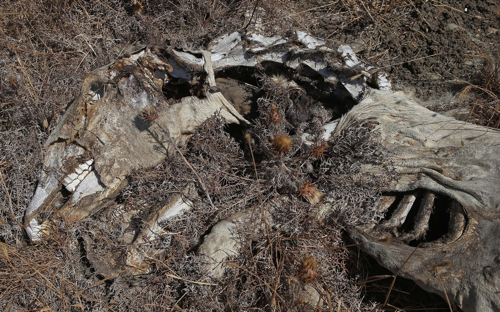 El cementerio ilegal de caballos de Algeciras, en imágenes