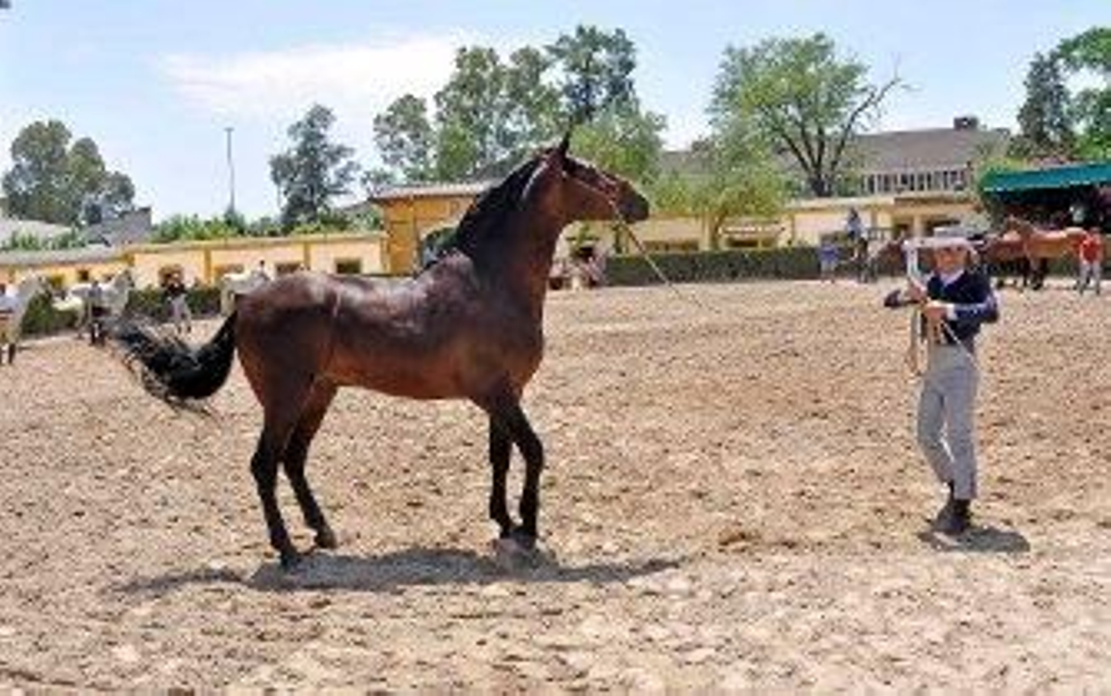 El ejemplar 'Ilbaino' devuelve la dignidad al caballo español
