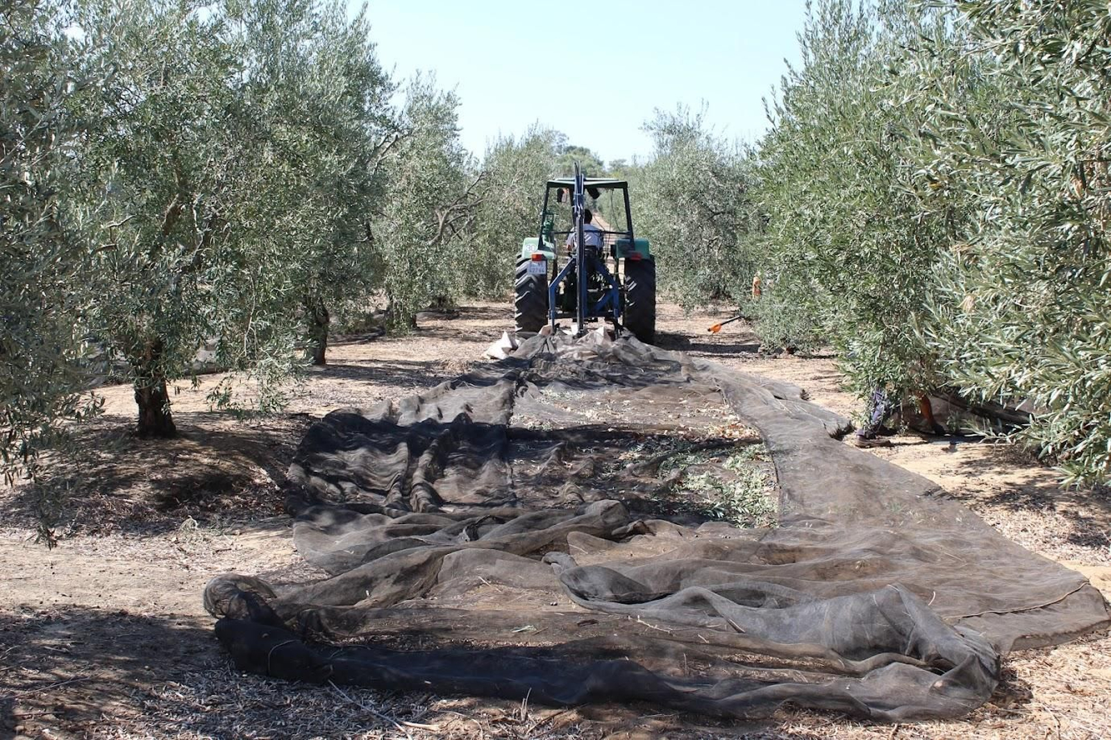 Recolección de la aceituna de mesa