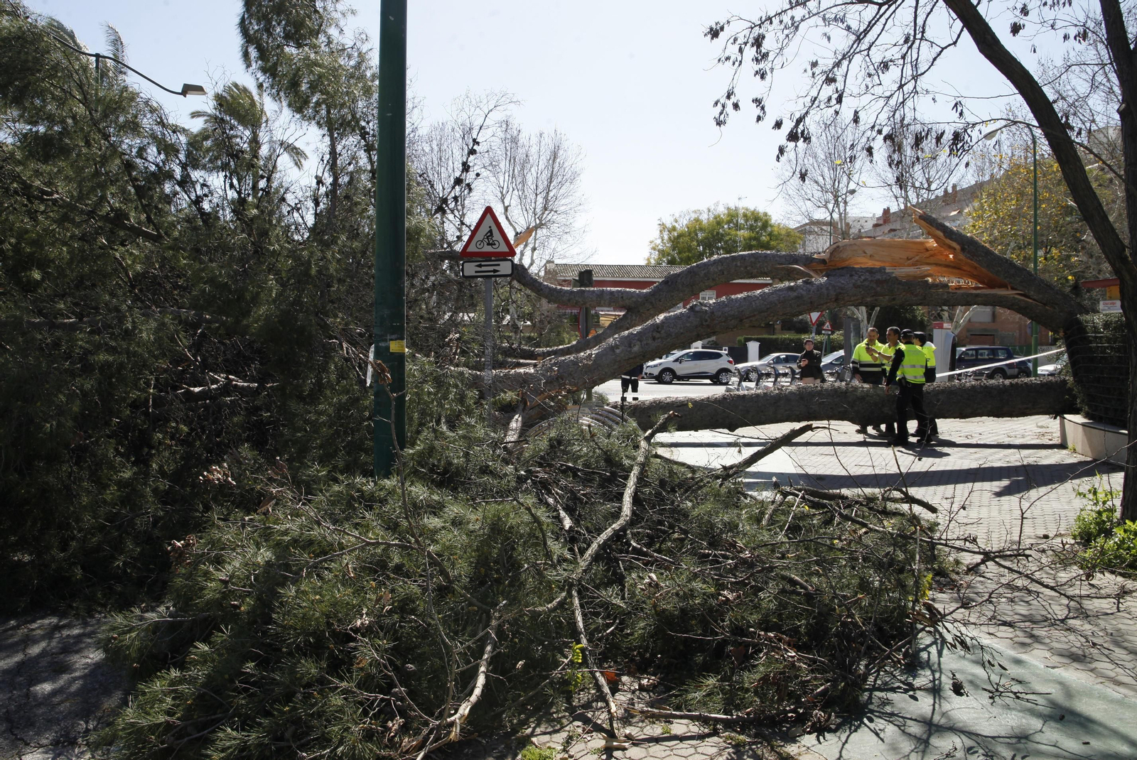 Las imágenes de los daños del viento en Sevilla