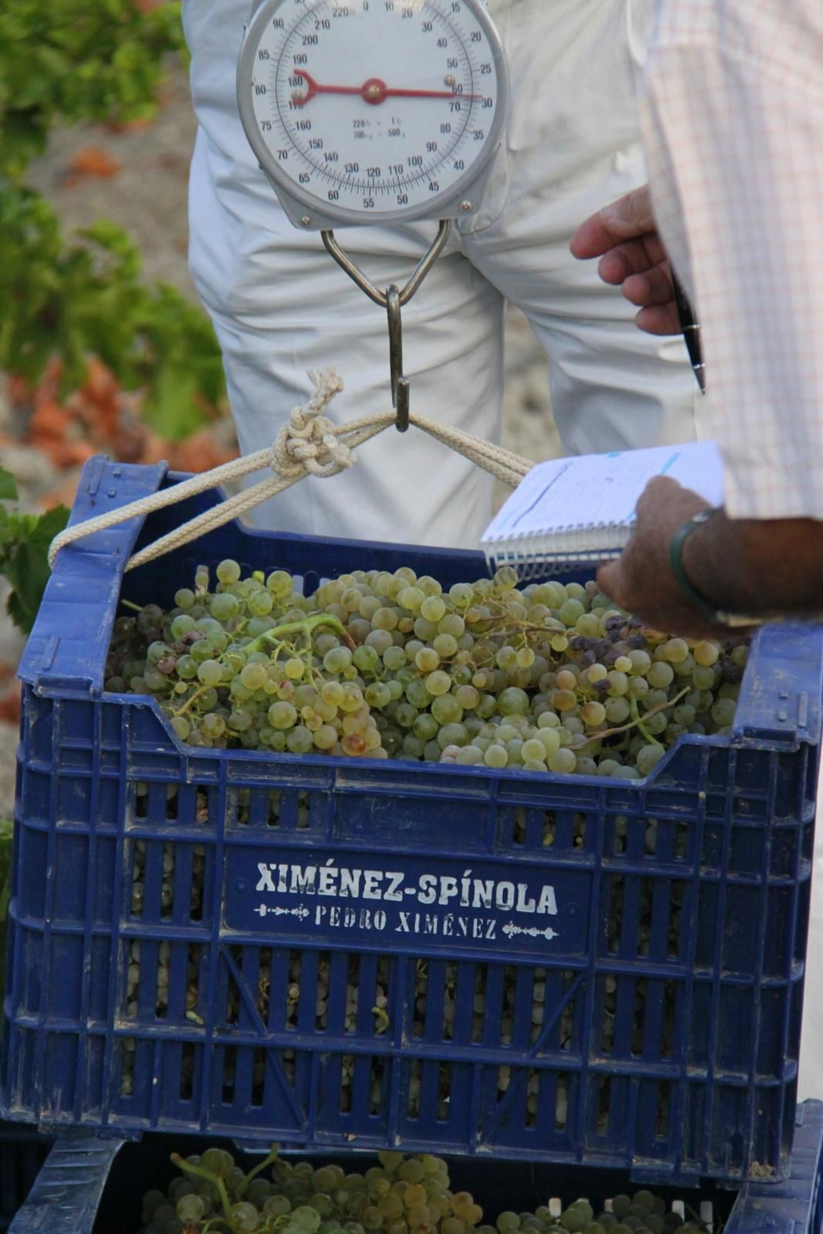 Pesando la uva en la vendimia.