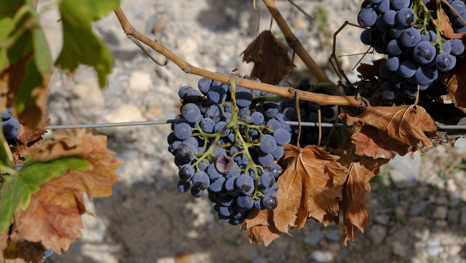 Llega la vendimia a las Bodegas Perfer, en Uleila del Campo