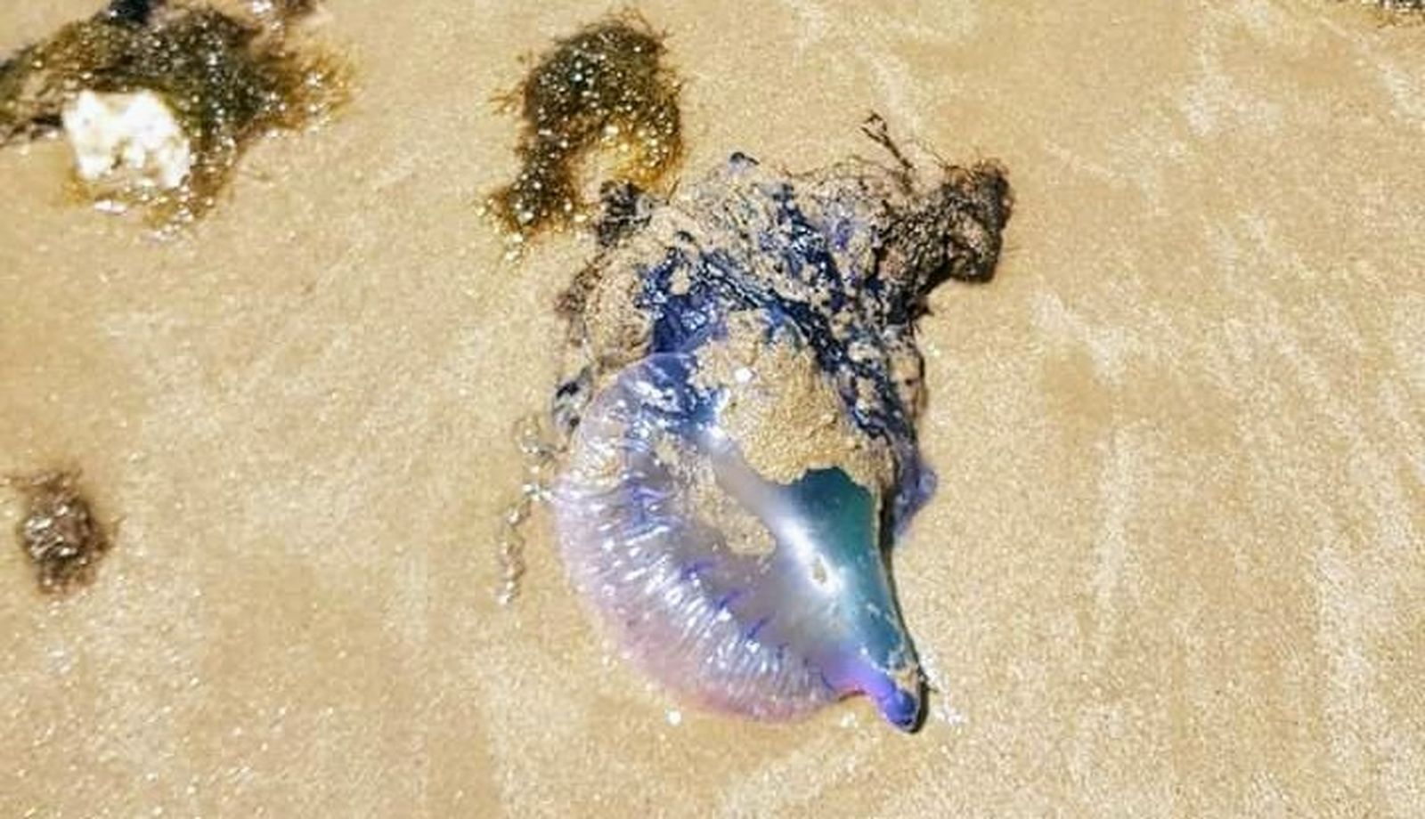 El ejemplar de carabela portuguesa que ha aparecido en la playa chipionera de Camarón.