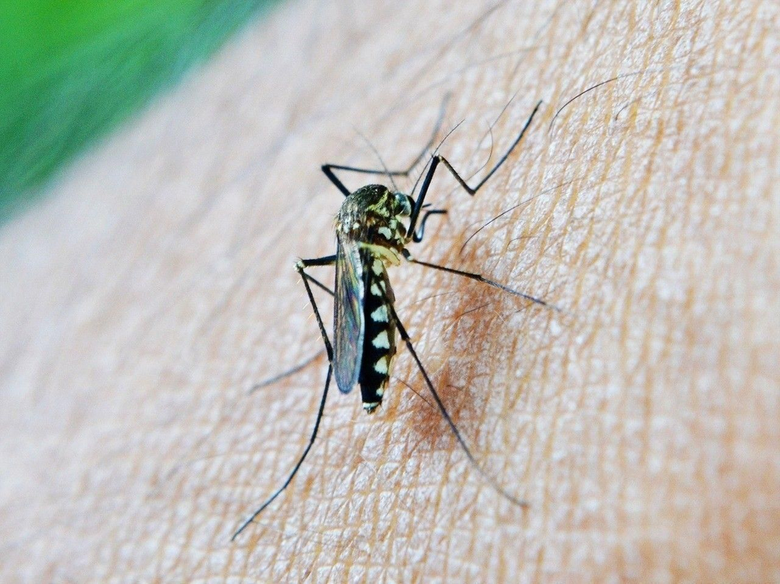 Una imagen de un mosquito. Una imagen de un mosquito.