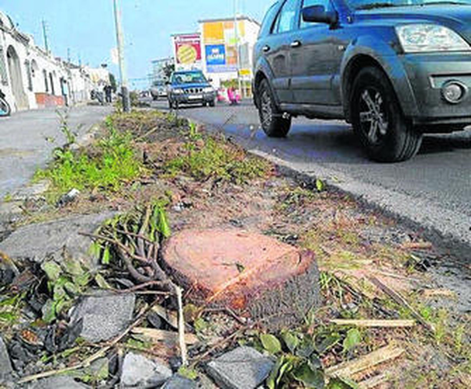 Efectos de las obras en la vegetación de este vial de acceso de la ciudad.