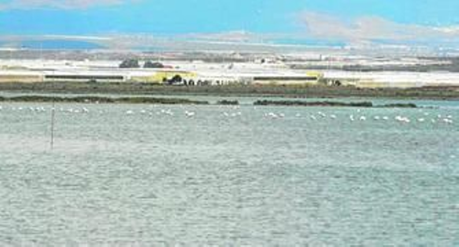 Los flamencos son los grandes protagonistas de Las Salinas.