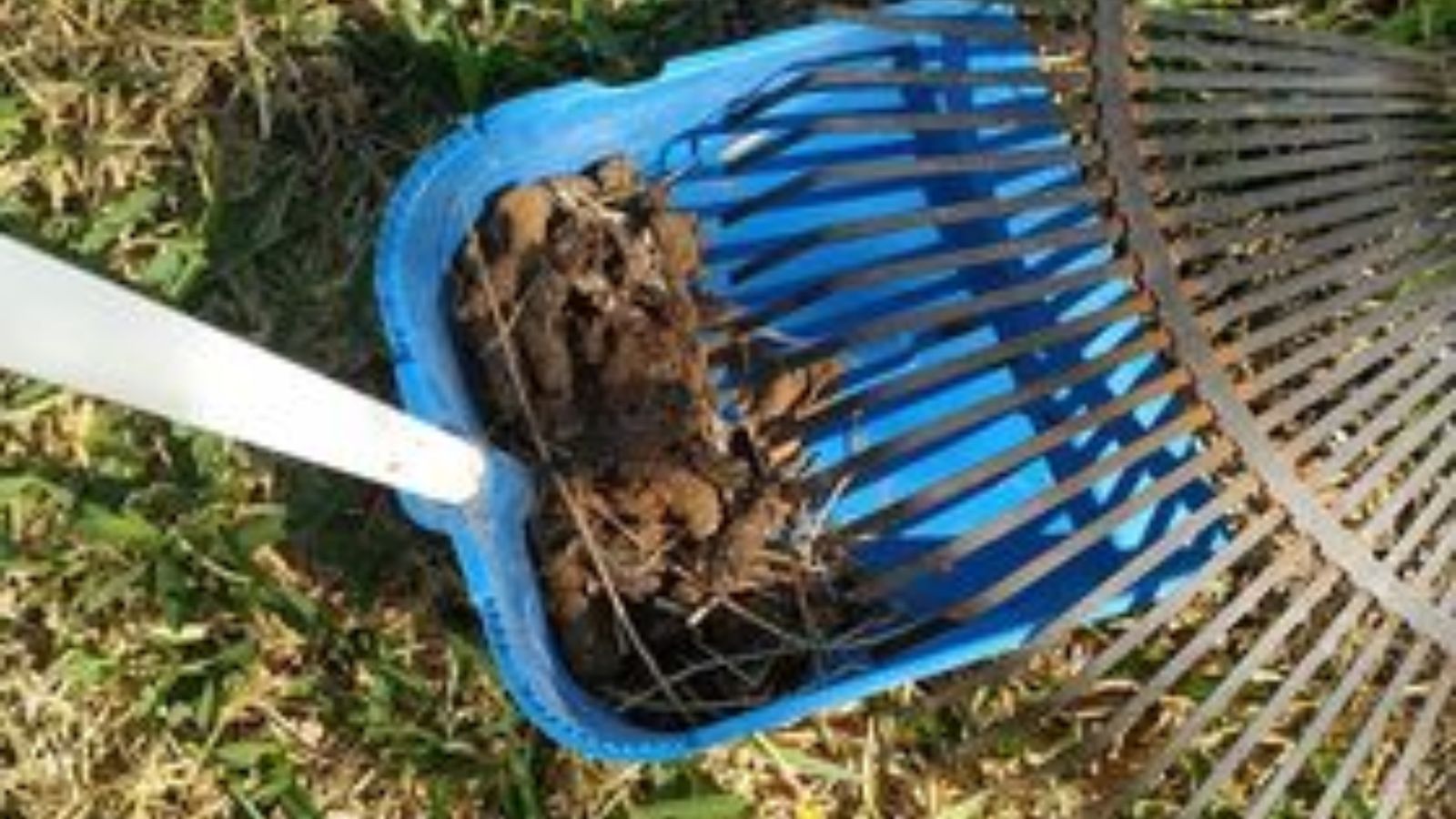 Excrementos de gatos tras una limpieza del jardín