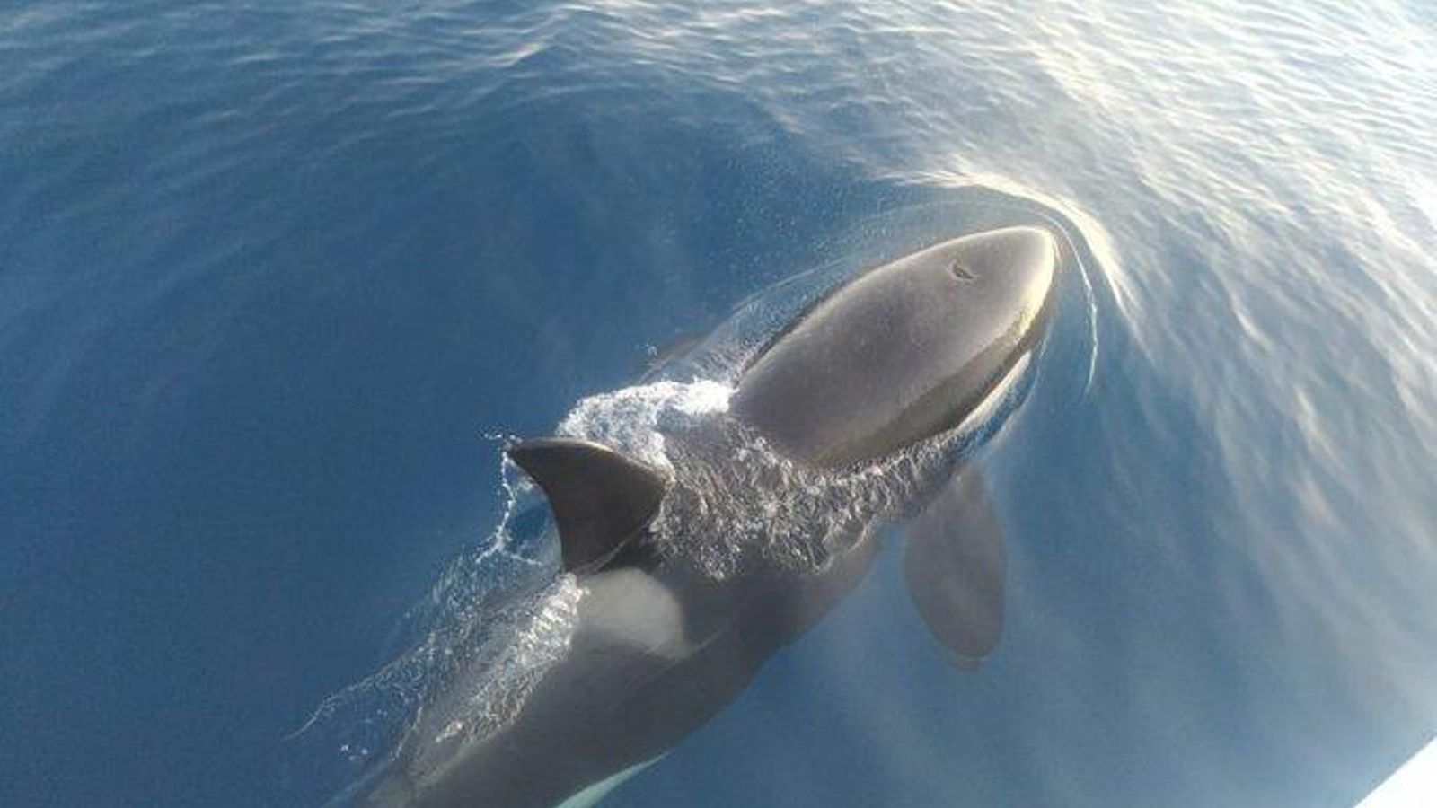 Una orca junto a una embarcación.