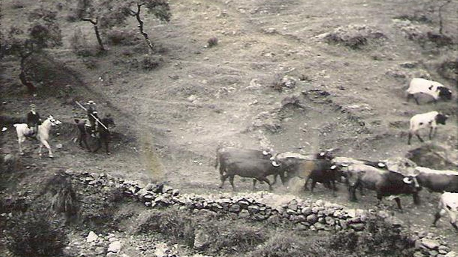 Cárdenas Andaluzas hace varias décadas. Cárdenas Andaluzas hace varias décadas.