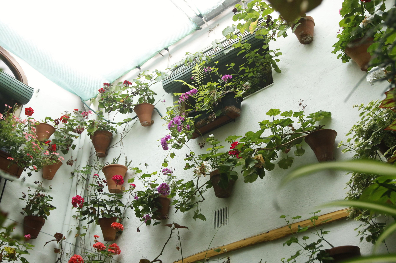 Los Patios de Córdoba en tiempos de crisis: Alfonso XII, 29